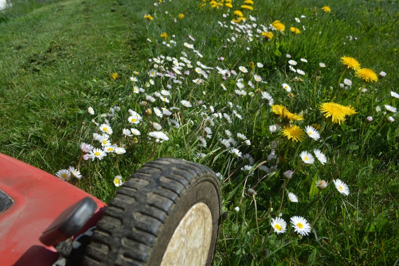 Lawn Overgrowth Cleanup
