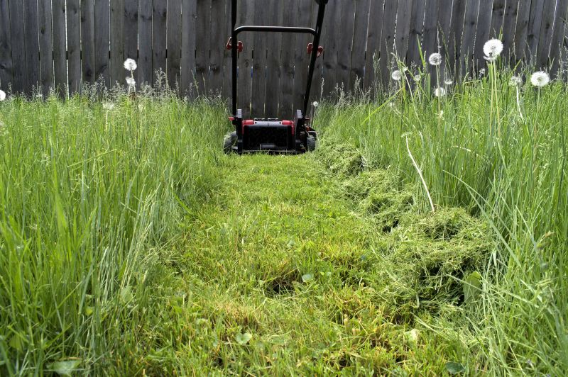 Lawn Overgrowth Cleanup