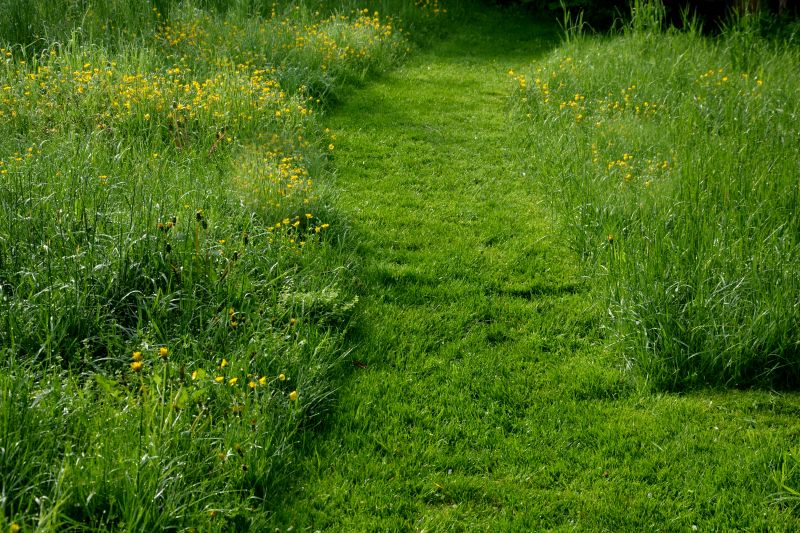 Lawn Overgrowth Cleanup